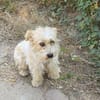 Chara ein norfolk Terrier Mix