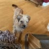 FRIDA - wünscht sich sehnlichst ein Zuhause