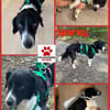 Kleiner Sparky möchte endlich ankommen