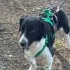 Kleiner Sparky möchte endlich ankommen