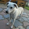 Hundeking CLEO