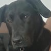 Zuhause gesucht für John Boy