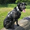 Zuhause gesucht für John Boy
