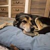 Hundeopi SPIKE