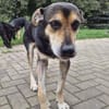 Hundeopi SPIKE