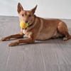 Lola kleine Podena sucht ihr Zuhause für Immer