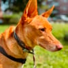 Lola kleine Podena sucht ihr Zuhause für Immer