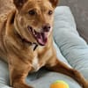 Lola kleine Podena sucht ihr Zuhause für Immer