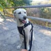 Jerry, liebenswerter Hundemann, ca.9 Jahre