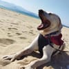 Jerry, liebenswerter Hundemann, ca.9 Jahre