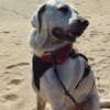 Jerry, liebenswerter Hundemann, ca.9 Jahre
