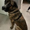 Hanni, geb. ca. 12/2020, 59069 Hamm