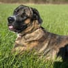 Hanni, geb. ca. 12/2020, 59069 Hamm
