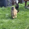 Merlin auf Pflegestelle