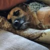 Merlin auf Pflegestelle