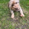Schmuseterrier Marc sucht seine Familie