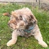 Schmuseterrier Marc sucht seine Familie