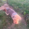 Schmuseterrier Marc sucht seine Familie