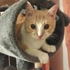 Stephan Freundlicher Kater sucht harmonische Familie