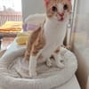 Stephan Freundlicher Kater sucht harmonische Familie