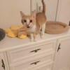 Stephan Freundlicher Kater sucht harmonische Familie