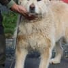 Sandy - hübsche Wuschelhündin