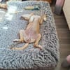 Jette sucht ihre Familie