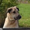 Balu- su. hundeerfahrene Menschen Video