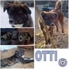 OTTI -kluges Köpfchen sucht sein Zuhause