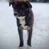 OTTI -kluges Köpfchen sucht sein Zuhause