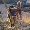 OTTI -kluges Köpfchen sucht sein Zuhause