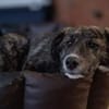 OTTI -kluges Köpfchen sucht sein Zuhause