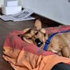 PICCOLA * sucht Frauchen z Pferdestehlen