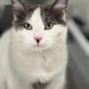 Rony Schleckermäulchen sucht Buffetplatz