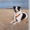 JackRussell-Mix EMiL braucht Hilfe