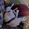 JackRussell-Mix EMiL braucht Hilfe