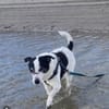JackRussell-Mix EMiL braucht Hilfe