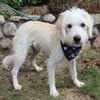 Otto - 12,3 kg sensibler Schatz sucht liebevollen Platz