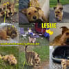 Leslie sucht aktive Menschen, die gerne was unternehmen