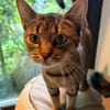 Samu