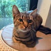 Samu