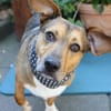 Milo -kinderlieb und eine Seele von Hund