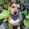 Milo -kinderlieb und eine Seele von Hund