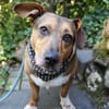 Milo -kinderlieb und eine Seele von Hund