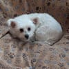 Flocke - Gesellschaftshund gesucht!