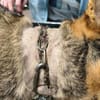 Benö, möchte endlich geliebt werden