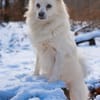 Gino - schüchterner Spitz sucht Zuhause
