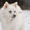 Gino - schüchterner Spitz sucht Zuhause