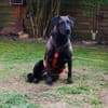 Notfall Nessi sucht ein ruhiges Zuhause