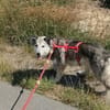 Yuma,unser Sensibelchen, sucht ihre Menschen